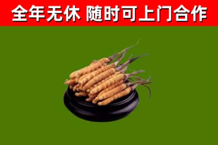 大化烟酒回收冬虫夏草.jpg